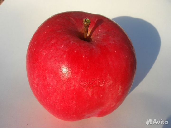 Саженцы груши, сливы,черешни, яблони