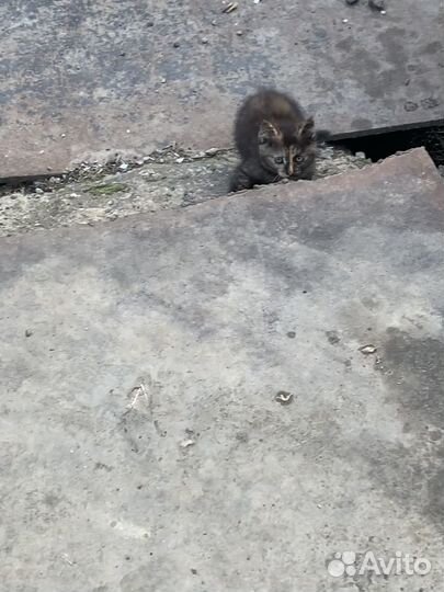 Котики в беде