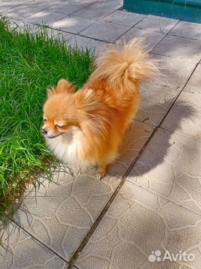 Померанский шпиц мини
