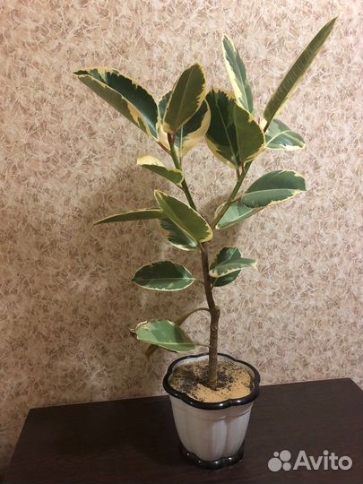 Фикус тинеке