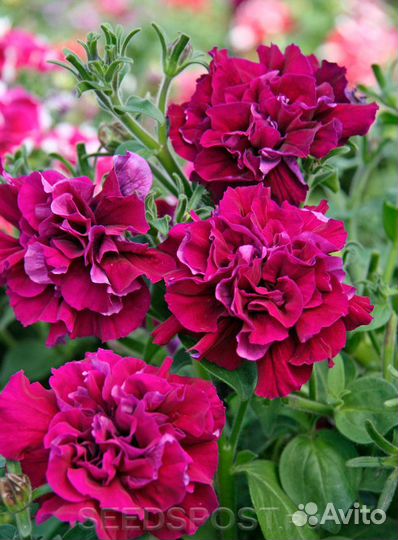 Петуния махровая (горшок 0,4л)