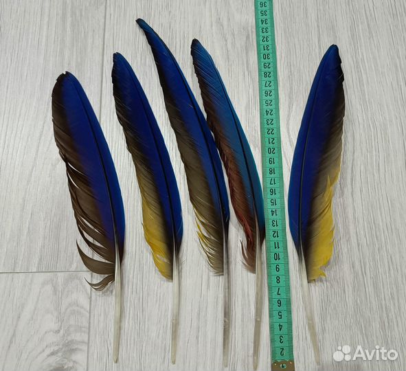 Натуральные перья ара 5 шт