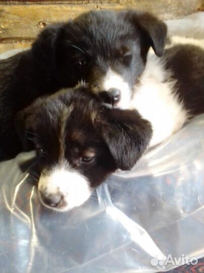 Охранники для вашего дома