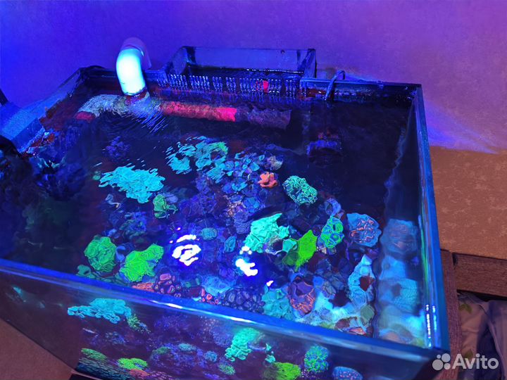 Продаётся аквариум с сампом,тумбой,гидравликой