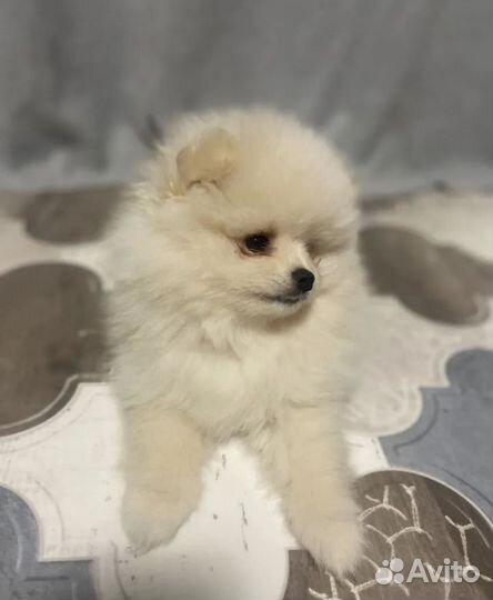 Щенки шпица