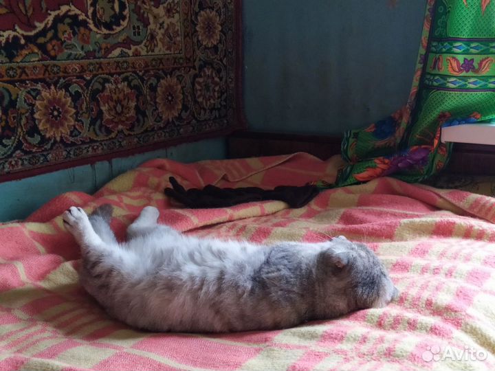 Британка Дульсиня кошка в добрые руки
