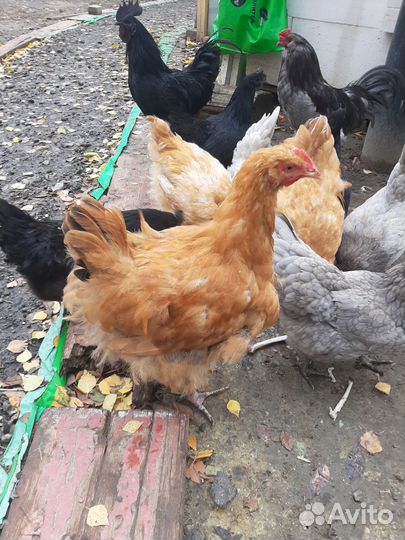 Петух орпингтон