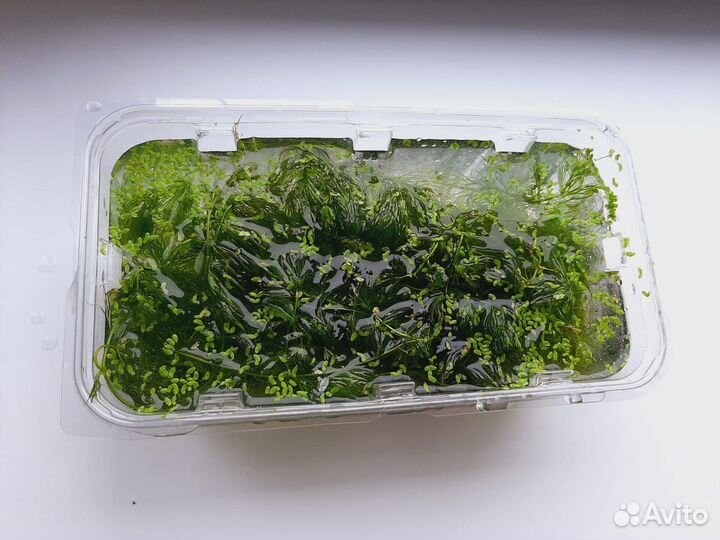 Рогалистник