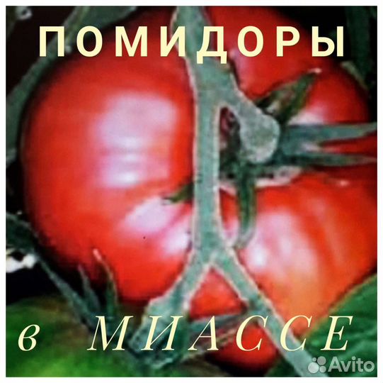 Рассада помидоров томатов