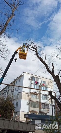 Спил деревьев. Обрезка деревьев. Кронирование