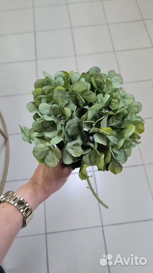 Гортензия зеленая