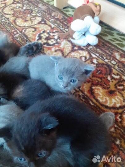 Котята в добрые руки
