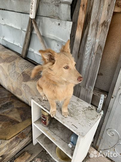 Отдам в добрые руки