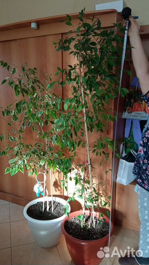 Комнатные растения цветы фикус