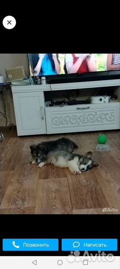 Щенок в добрые руки бесплатно маленькая порода