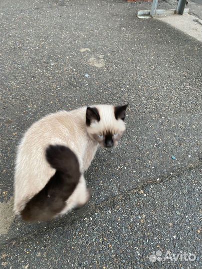 Кошка в дар