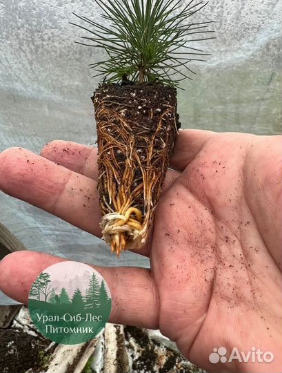 Сеянцы зкс Сосна окс Ель Лиственница Горная