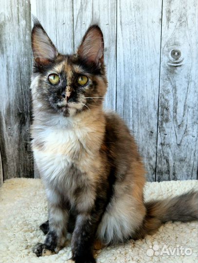 Котенок мейн кун- нежная девочка