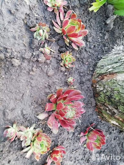 Сортовое молодило