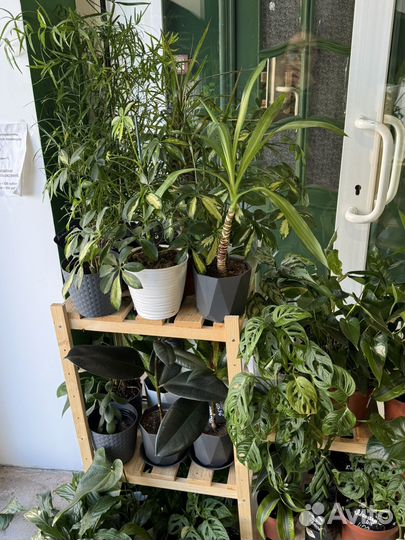 Комнатные цветы