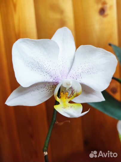 Амстердам орхидея