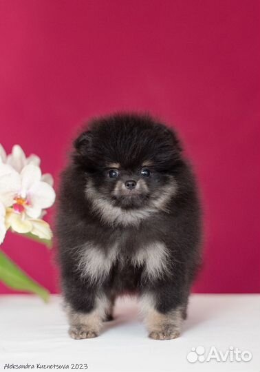 Померанский шпиц мини щенок