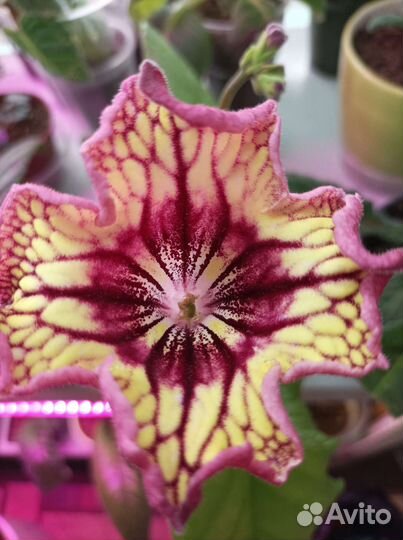 Семена стрептокарпусов