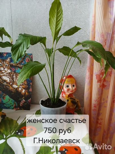 Комнатные цветы