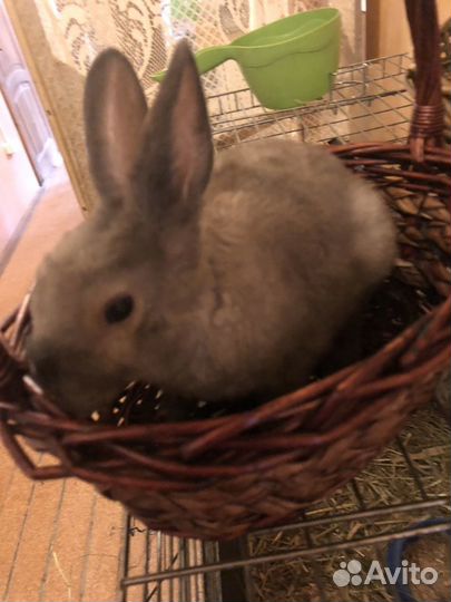 Декоративные кролики