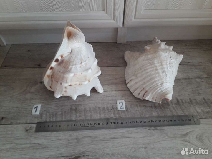 Ракушка большая 23см морская раковина