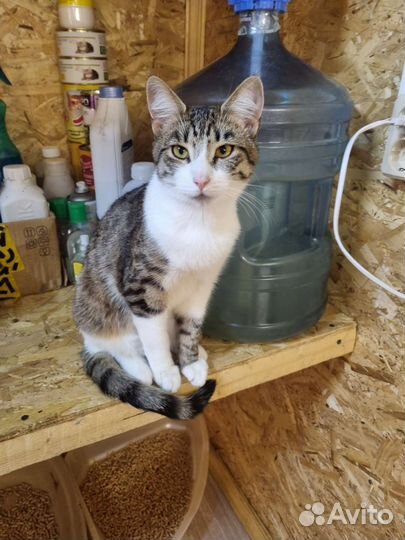 Котик в добрые руки