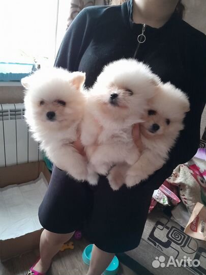 Продам взрослых шпицов