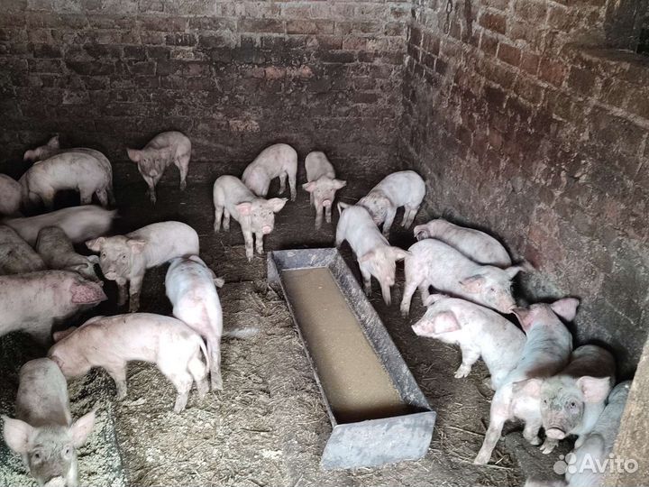 Поросята.Чистокровки ландрас с доставкой