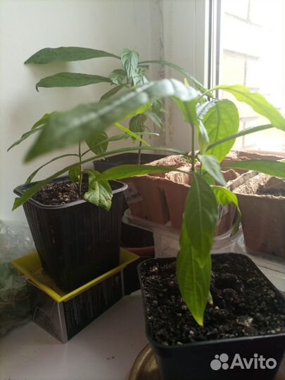 Комнатные,многолетники, летники цветы