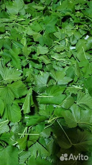 Листья смородины