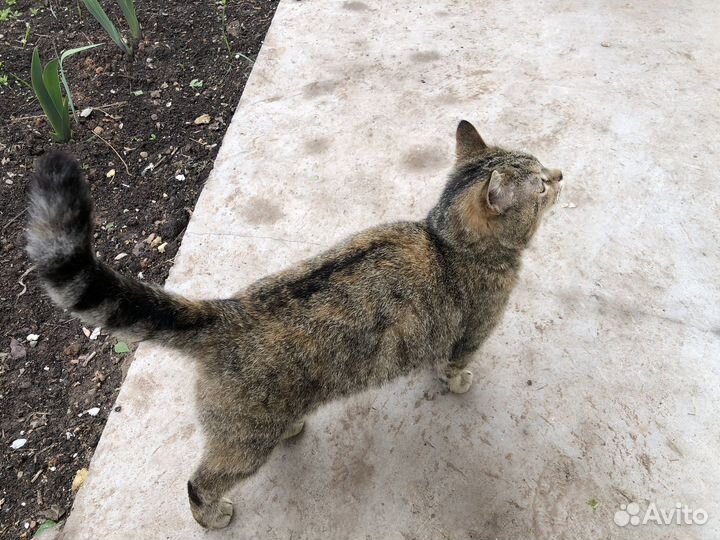 Кошка в добрые руки