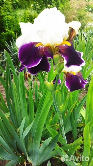 Ирисы и другие растения