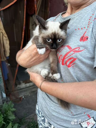 Сиамский котенок