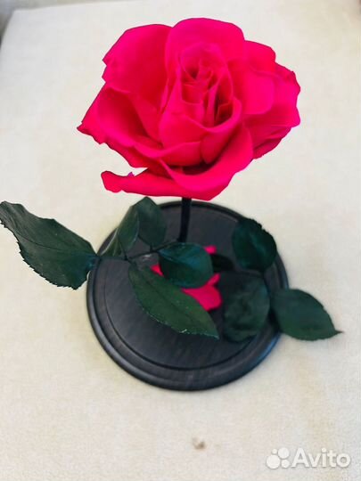 Роза в колбе