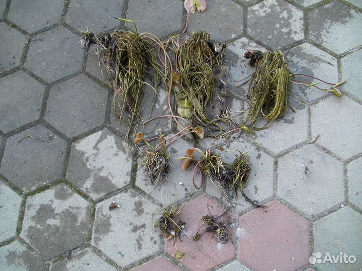 Нимфея Розовая-махровая / Бело-розовая - Июль