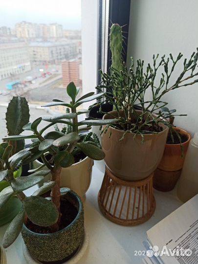 Домашние растения большие