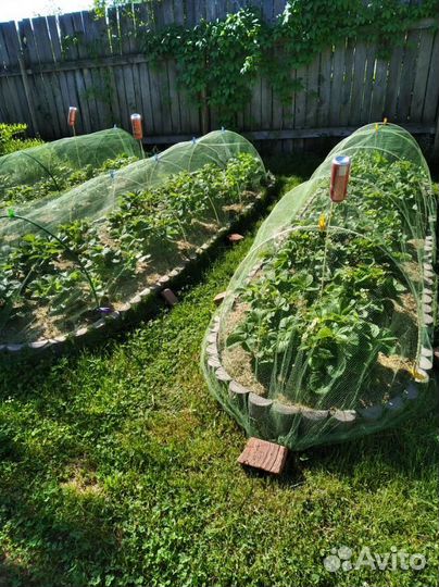 Сетка для защиты урожая от птиц