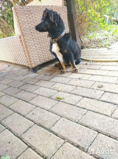 Щенки