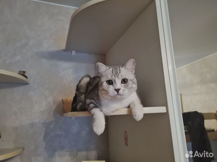 Шотландский кот вязка