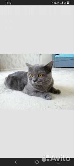 Британский кот на вязку