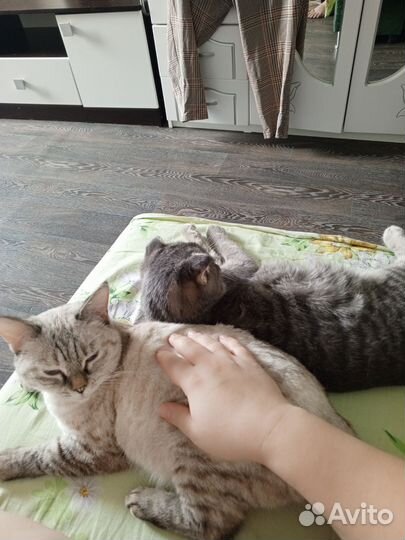 Отдам в добрые руки