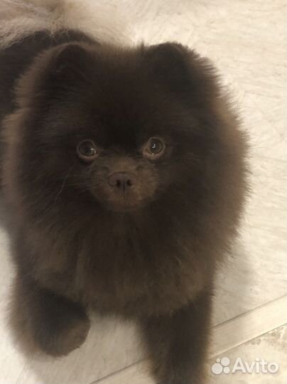 Померанский шпиц вязка