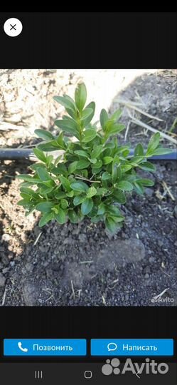 Самшит сеянцы