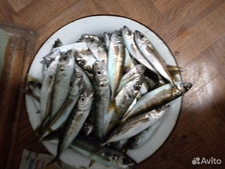 Чёрноморская рыба