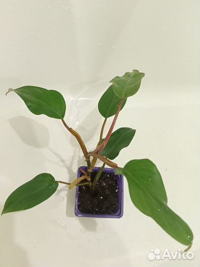 Филодендрон